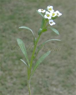  Plant with Inflorescence (Young)